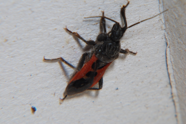 HETEROPTERA: CHIAVI DICOTOMICHE